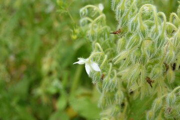 White borage flower blooming in garden