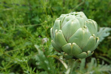 Obraz premium Globe artichoke growing in vegetable garden: cynara cardunculus scolymus