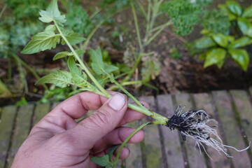 Gardener holding tomato seedling showing roots for planting