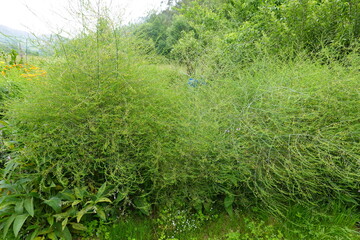 Asparagus officinalis growing in garden with lush green foliage
