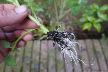 Gardener holding tomato seedling showing root system