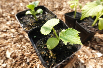 Young cucumber seedlings growing in seed starting pots