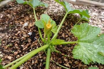 Zucchini plant growing in garden with yellow flower blossom