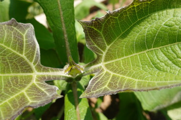 Yacon plant growing new leaves in sunlight