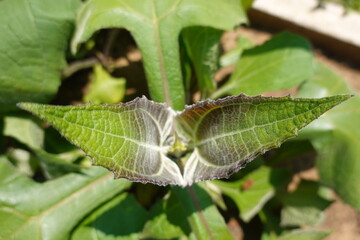 Yacon plant growing new leaves in sunlight