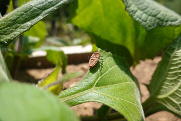 Small insect standing on green leaf in cultivated field