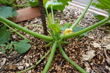 Zucchini plant growing in garden with wood chips mulch
