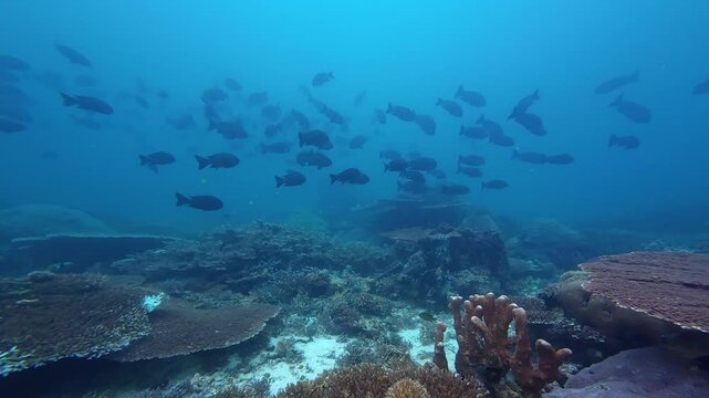 Sangalaki, Indonesia: Underwater footage of a large school of fish during a scuba diving trip in Maratua in the Derawan islands in Indonesian Borneo