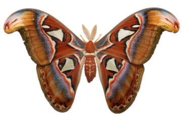Atlas Moth Stunning Wings, Vibrant Colors, Detailed Close-up