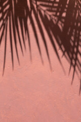 Mediterranean pink terracotta color plaster background with tropical palm leaves shadows. Copy space