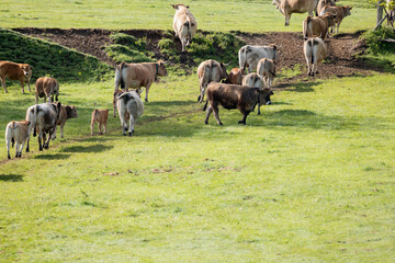 cow in the meadow
