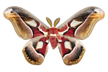 Fototapeta premium Atlas Moth Close-Up of a Magnificent Insect with Intricate Wing Patterns