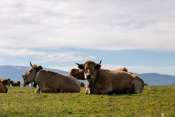 cows in the field