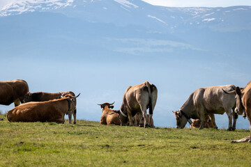 cows in the field