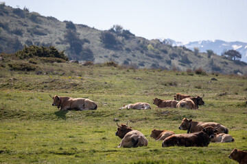 cows on pasture