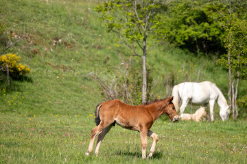 Fototapeta premium two horses grazing in a meadow