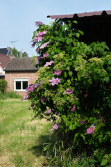 Vibrant clematis and hydrangea vines climbing a garden shed in full bloom, with a brick house and sunny backyard in the background.