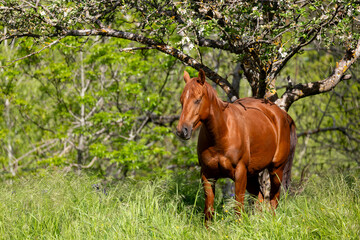 Naklejka premium horse in the meadow