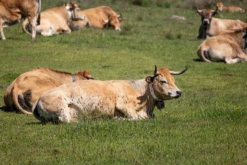 cows in the mountains