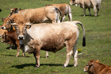 cows in a field