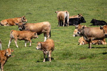 cows in a field