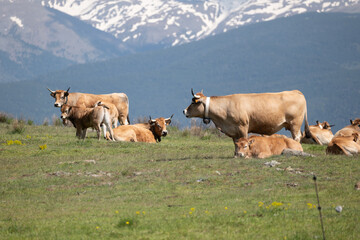 cows on the meadow