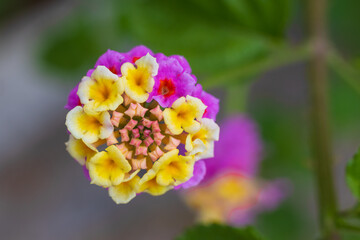 Close-up of Lantana camara flower against green blurred background. Verbena family. Yellowish flowers are newly opened, magenta flowers are older. Selective focus, top view