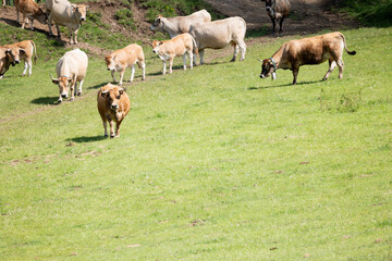 Fototapeta premium herd of horses