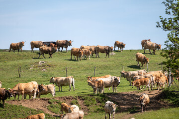 cows in a field