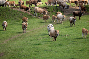 herd of sheep