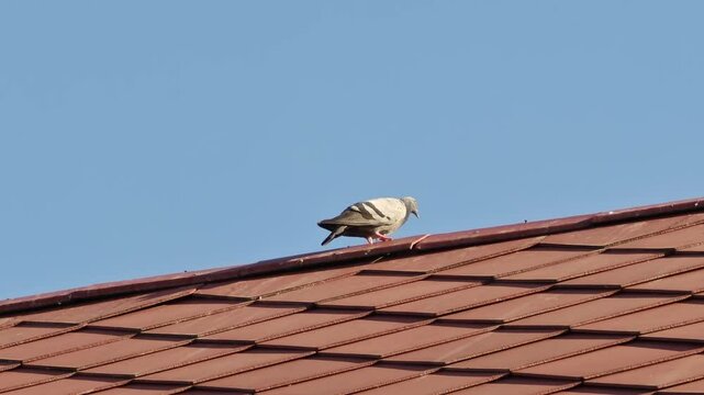 One pigeon on red roof
