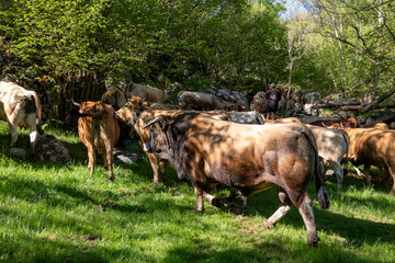 herd of cows