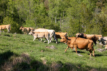 Obraz premium cows in the mountains