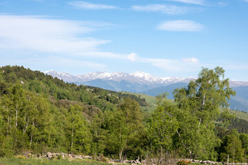 forest in the mountains