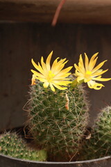 Desert Cactus with Bright Flower Petals &ndash; Nature Closeup