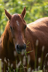 horse eating grass