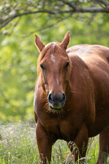 Naklejka premium horse in the meadow