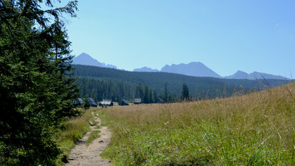 Olczyska Valley, Kopieniec Meadow with characterictic wooden cottages. Tatra Mountains, Zakopane, Poland