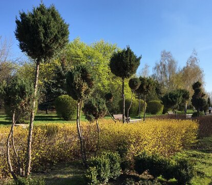 Chinese juniper trees with weeping forsythia or golden-bell bushes against salix purpurea and maples; a horizontal park alley photo symbolizing growth and relax can be used as a wallpaper