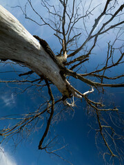Dead tree against the sky, signs of time and changing nature