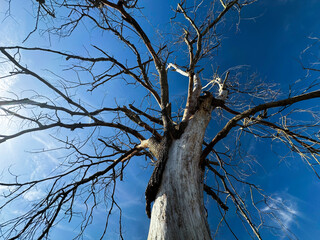Dead tree against the sky, signs of time and changing nature