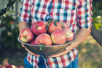 woman farmer in jeans and a plaid shirt holding a bowl of apples in her hands standing in an orchard