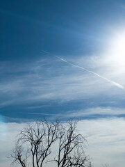 Dead tree against the sky, signs of time and changing nature