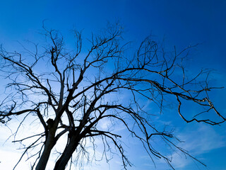 Dead tree against the sky, signs of time and changing nature