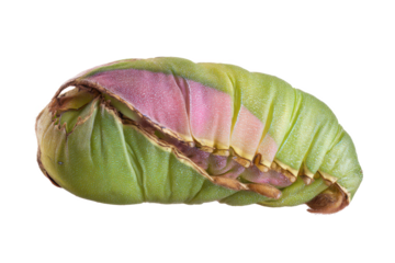 Close-up of a Vibrant Green and Pink Moth Chrysalis