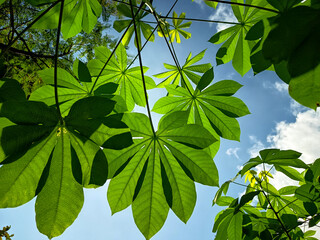 
A cassava leaf, vibrant green and translucent, reveals its intricate vein structure against the...