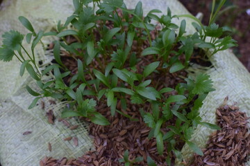 Vibrant green seedlings, likely Coriander or Garden Cress, sprout abundantly from a grow bag filled with soil and rice husks, indicating fresh growth.