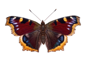 European Peacock Butterfly Stunning Wings, Detailed Macro Photography