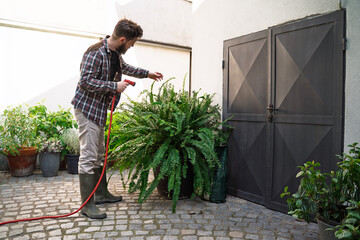 Bearded man gardener watering big fern with a hose 