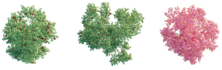 Sorbus aucuparia Tree plan top view cutout transparent background isolate © DH Tree Stock